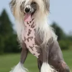 Chinese Crested