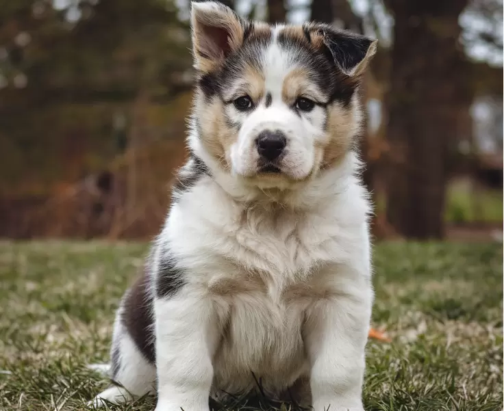 Chow Beagle (Chow Chow x Beagle)