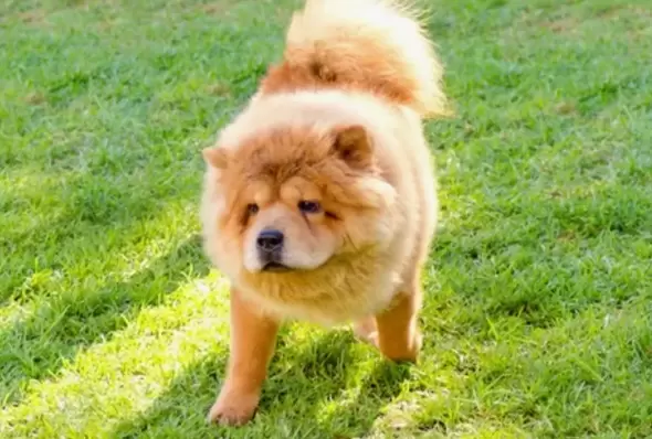 Chow Chi (Chow Chow x Chihuahua)