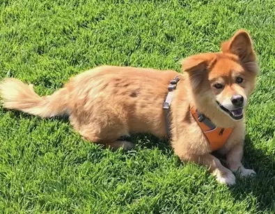 Chow Corgi (Chow Chow x Corgi)