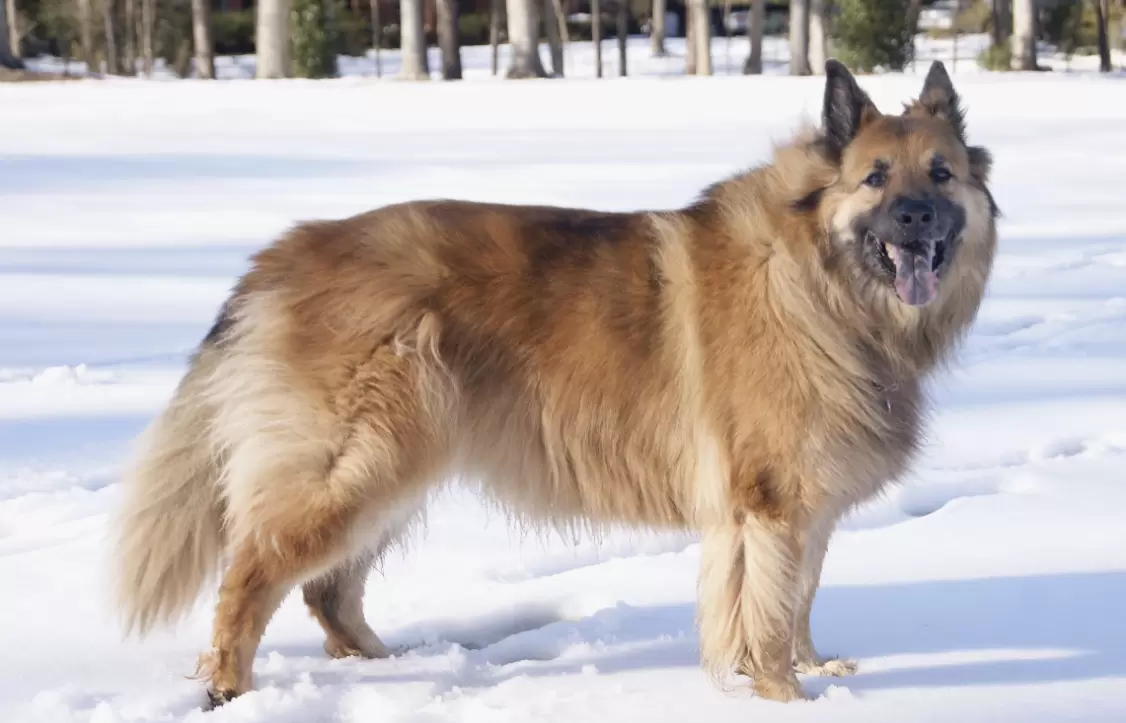 Chow Shepherd (Chow Chow x German Shepherd)