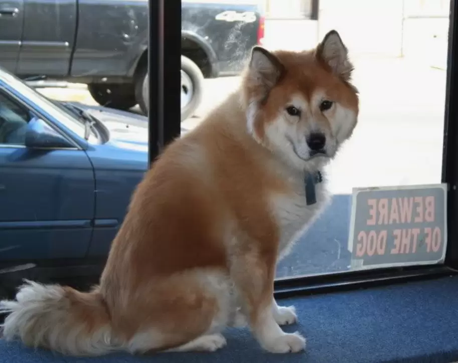 Chusky (Chow Chow x Husky)