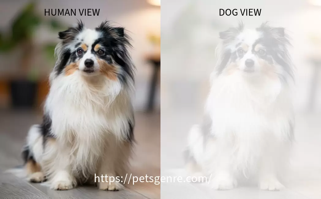 Comparisons of Human and Dog Vision