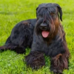 Giant Schnauzer