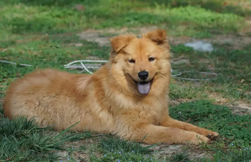 Golden Chow (Chow Chow x Golden Retriever)