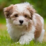 Havanese