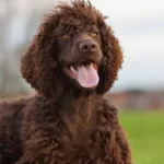 Irish Water Spaniel