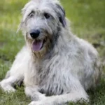 Irish Wolfhound