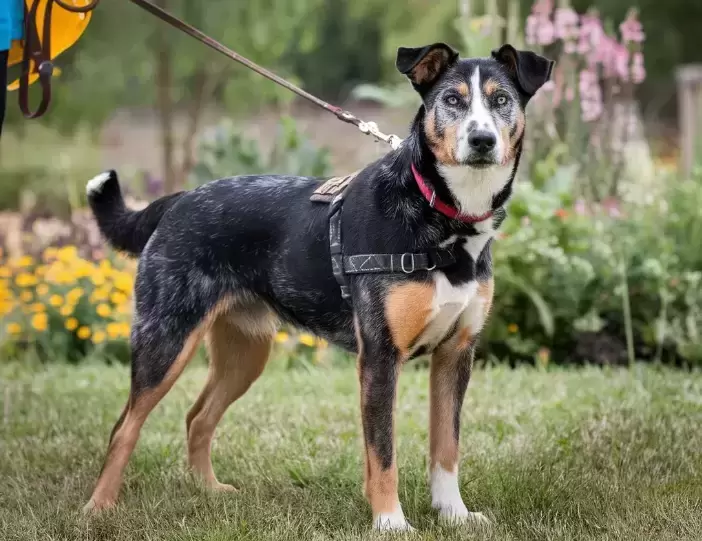 Is The Blue Heeler Australian Shepherd Mix A Good Family Dog