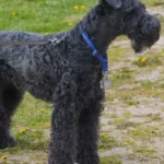 Kerry Blue Terrier