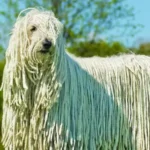 Komondor