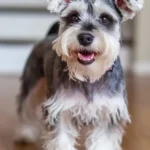 Miniature Schnauzer