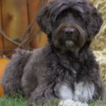 Portuguese Water Dog