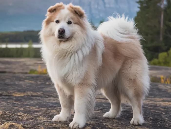 Pyrenees Chow (Chow Chow x Great Pyrenees)