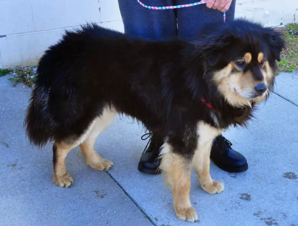 Rottie Chow (Chow Chow x Rottweiler)