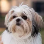 Shih Tzu