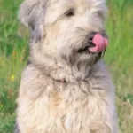 Soft Coated Wheaten Terrier