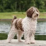 Spanish Water Dog