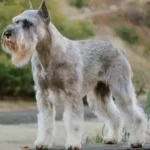 Standard Schnauzer