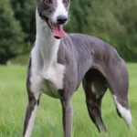 Whippet