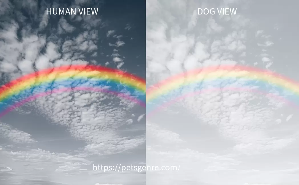 dichromatic color vision